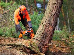 Professional Tree Removal and Landscaping Services in Eagle Lake, MN